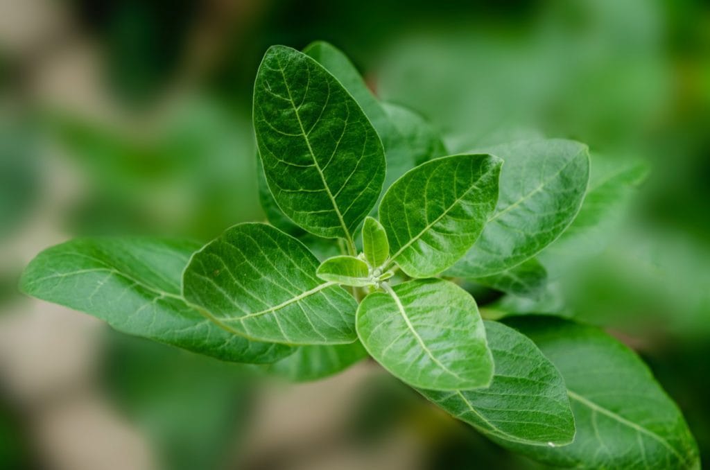 ashwagandha indien